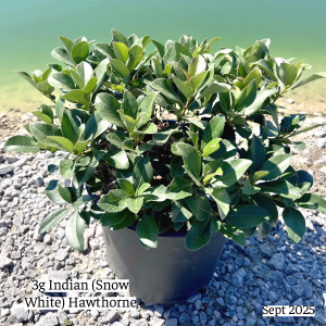 September 2025 3g Indian Hawthorne Single Website